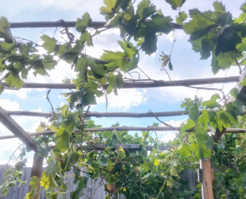 kitchen-garden-melbourne