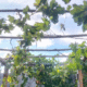 kitchen-garden-melbourne